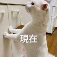 キッチンのシンクの下の戸棚に手をつきタッチする白猫