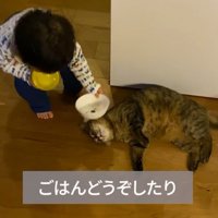 猫に皿を近づける赤ちゃん