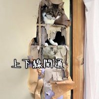 穴の空いたふすまから顔を出している猫「上下線開通」