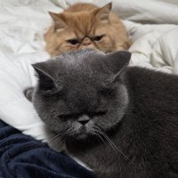 弟猫（グレー）を見る兄猫（茶）