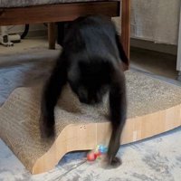 猫じゃらしを夢中になって追いかける猫