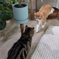 向かい合う2匹の猫