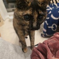 抱っこしてほしい猫