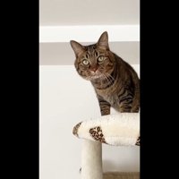 正面を見る大人さもじくん