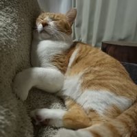 こたつ布団に顔をつけて寝る猫