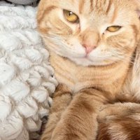 飼い主さんとくつろぐアメリカンショートヘア