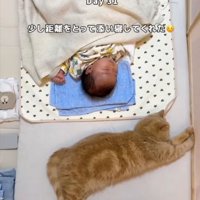 赤ちゃんの頭側で横になり伸びて猫