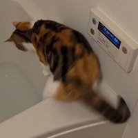 浴槽の縁から足を滑らせる猫
