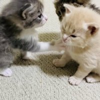 クリーム子猫に猫パンチするグレー子猫とそれを見る焦げ茶子猫