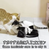 子猫にじゃれる成猫を止める茶白猫