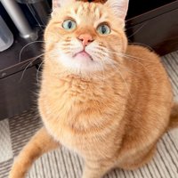 床で横になる猫