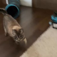 飼い主に駆け寄る猫
