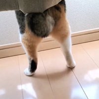 カーテンから下半身だけ見える猫