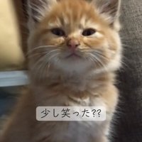 正面から見た子猫