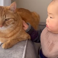 猫をなでている赤ちゃん