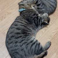 顔を蹴り合う2匹の猫
