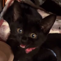 口を開けるピンクの首輪を着けた子猫