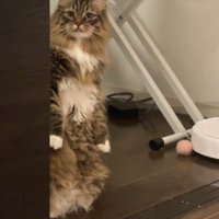 ジーっと見つめる猫