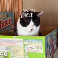 箱の中で座る猫