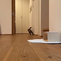 部屋を走り抜けるネネちゃん