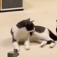 兄猫を見つめる妹猫