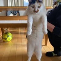 飼い主に捕まったミケ猫