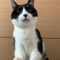 前を見ているハチワレ猫