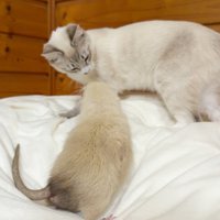 小動物と向かい合う猫