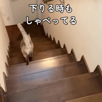 階段を下りる猫