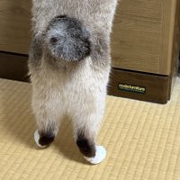 立ち上がっている猫の足