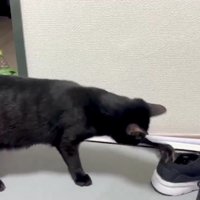 2匹の猫とスニーカー