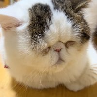 眠る猫