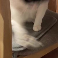 フェルトワッペンを落とす猫