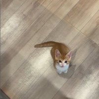 人の足元で鳴いている子猫