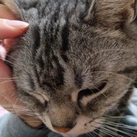 飼い主の目の前に頭を出す猫