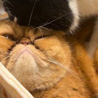 カゴの中でじっとする茶色い猫