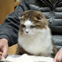 お座りする猫
