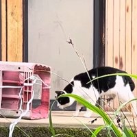 カゴのにおいを嗅ぐ猫