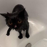 シャワー後の黒猫2