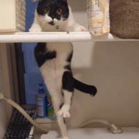 足を上げる猫2