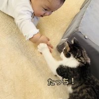 赤ちゃんの手にタッチする子猫