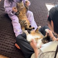 仰向けで抱っこされる2匹の猫2