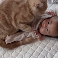 赤ちゃんに乗る猫