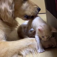 飼い主がいる方へ歩いていく子猫