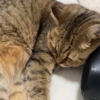 鞄を枕にして寝ている猫のアップ