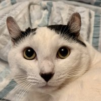 猫の顔