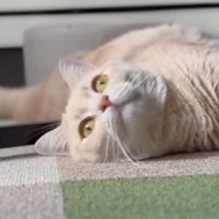室内にいる猫