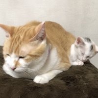 眠そうな先住猫