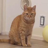 とらまるくん