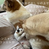 けんかする子猫と犬